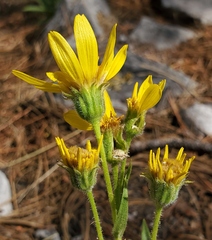 Arnica