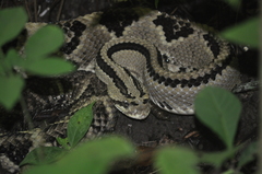 Crotalus simus