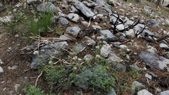 Monardella odoratissima