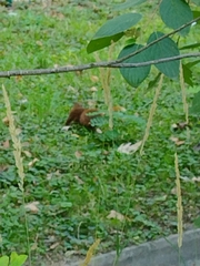 Sciurus vulgaris