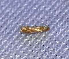 Philonome clemensella