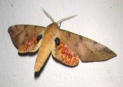 Platysphinx piabilis