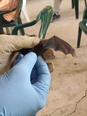 Chiroptera