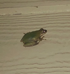 Hyla