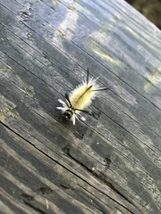Arctiinae