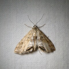 Cataclysta lemnata