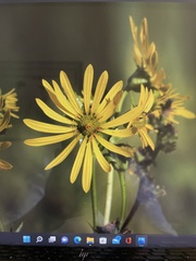 Silphium perfoliatum