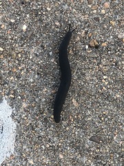 Belocaulus angustipes