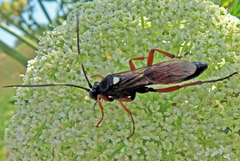 Ctenichneumon inspector