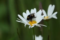 Bombus lucorum