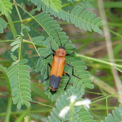 Chauliognathus profundus