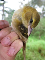 Ploceus sanctithomae