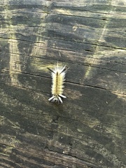 Arctiinae