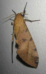 Platysphinx piabilis