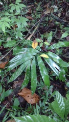 Zamia prasina