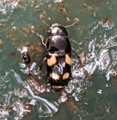 Glischrochilus quadrisignatus