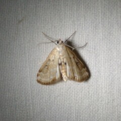 Parapoynx stratiotata