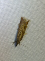 Chrysoteuchia culmella