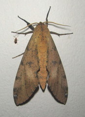 Platysphinx piabilis