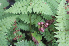 Maianthemum canadense