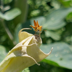 Copaeodes aurantiaca