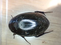 Hydrophilus
