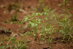 Acalypha ostryifolia