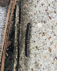 Asiomorpha coarctata