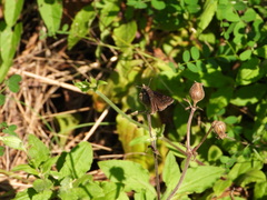 Pyrginae