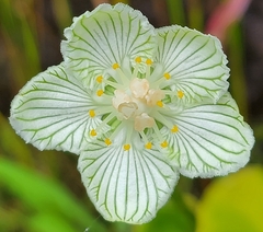 Parnassia asarifolia