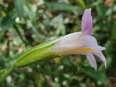 Erythranthe erubescens