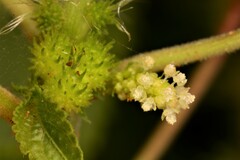 Acalypha ostryifolia