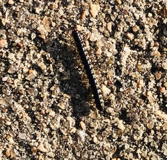 Asiomorpha coarctata