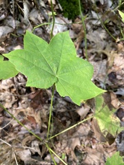 Kalopanax septemlobus