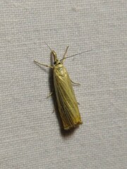 Chrysoteuchia culmella