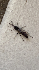 Ichneumon