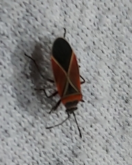 Neacoryphus bicrucis