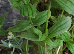 Erythranthe erubescens