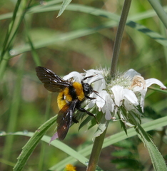 Bombus sonorus