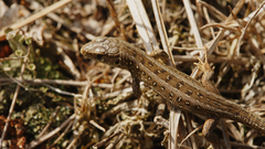 Lacerta agilis