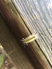 Arctiinae