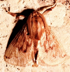Perola sericea