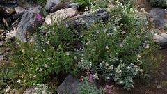 Erythranthe erubescens