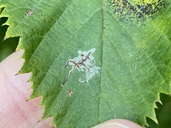 Caloptilia ostryaeella