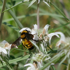 Bombus sonorus
