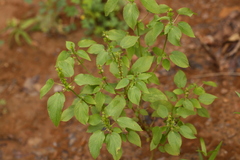 Acalypha ostryifolia