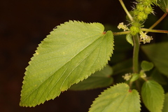 Acalypha ostryifolia