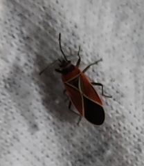 Neacoryphus bicrucis