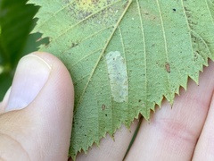 Phyllonorycter