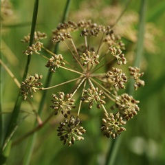 Oenantheae
